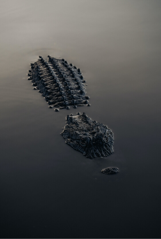 alligator in Orlando waters